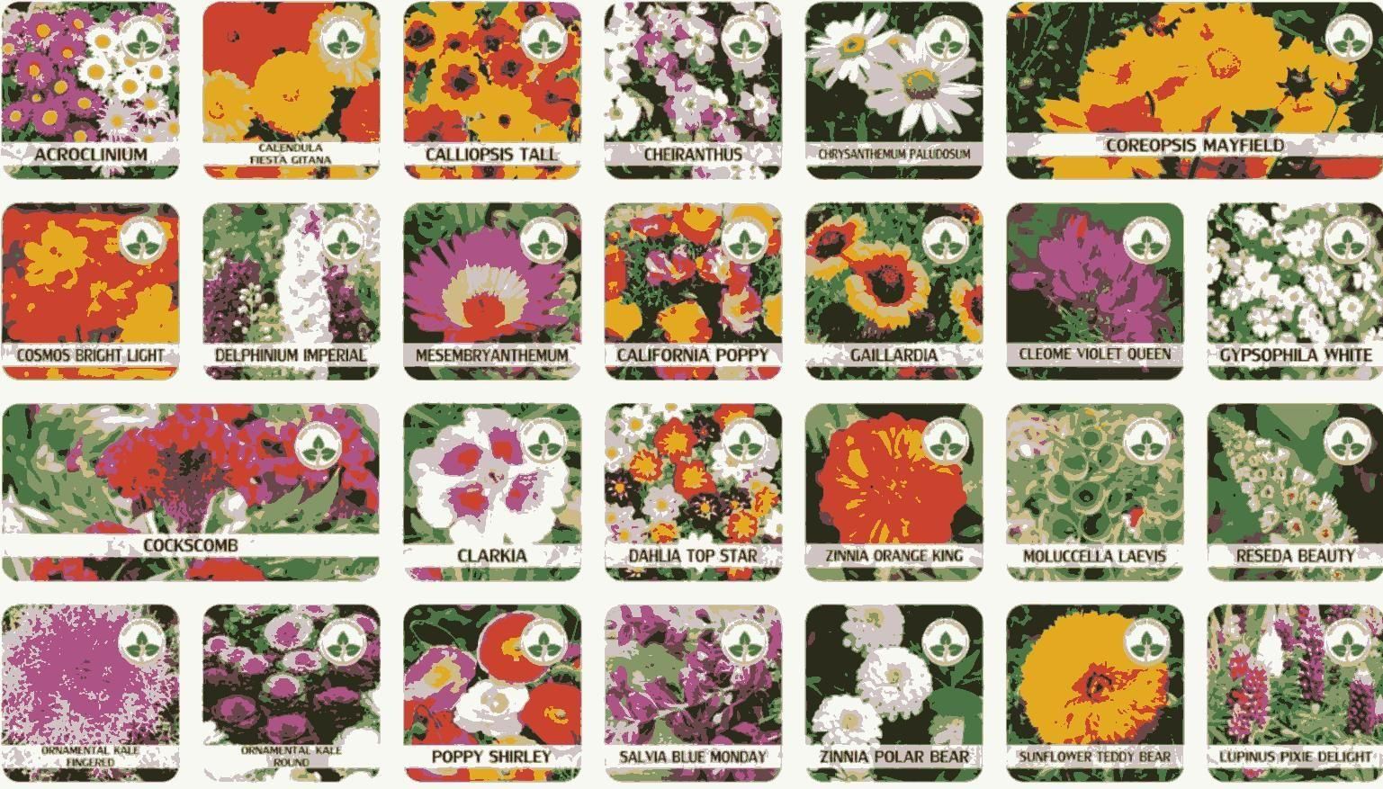 🌻Floral Paradise Pack – 100 Seeds + Free Growth Supplement